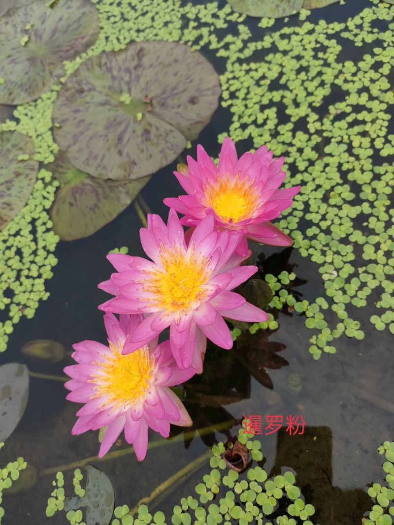精品睡莲苗颜色齐全品种多样承接各种水景亮化工程