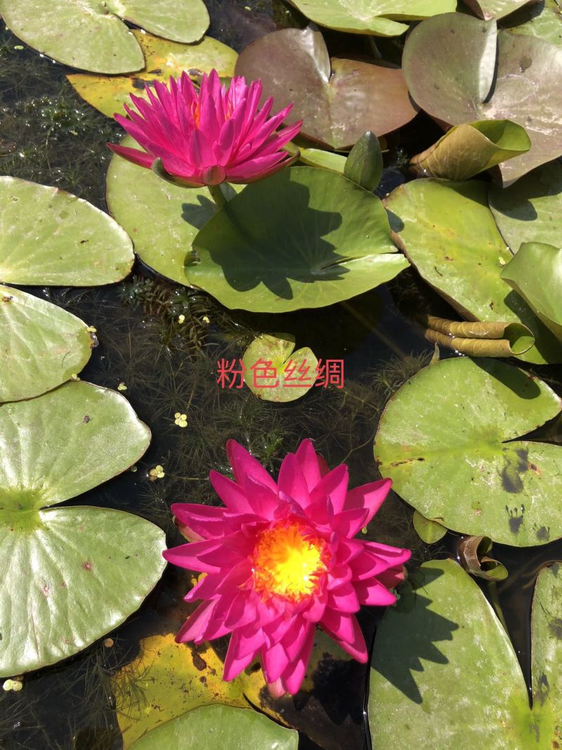 精品睡莲苗颜色齐全品种多样承接各种水景亮化工程