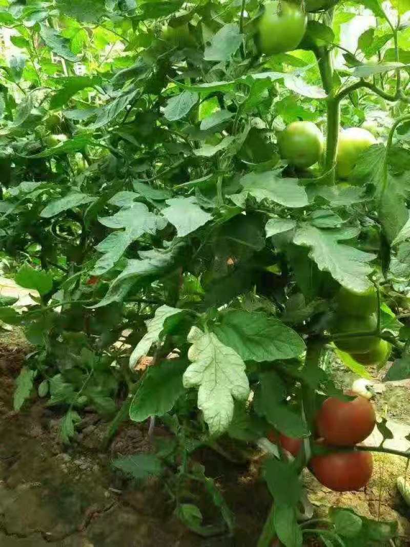 【口感好】硬粉西红柿硬度好耐运输现场看货满意为止