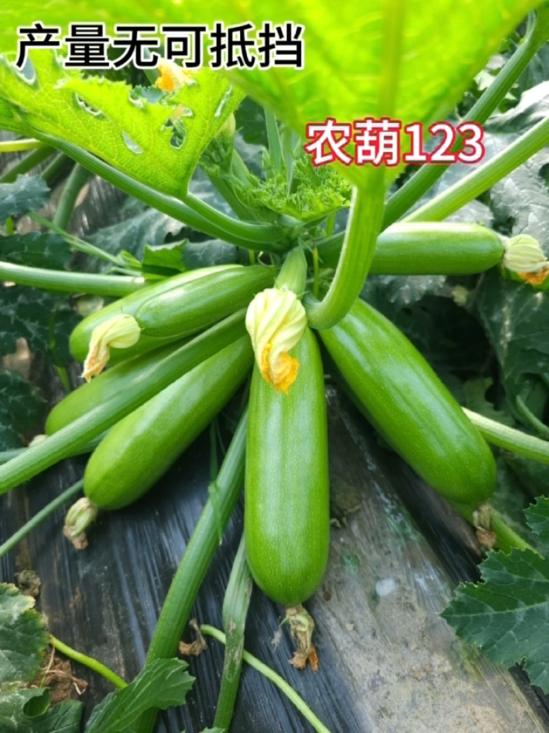 西葫芦种子农葫123翠绿色瓜条顺直座果量大抗病春种植