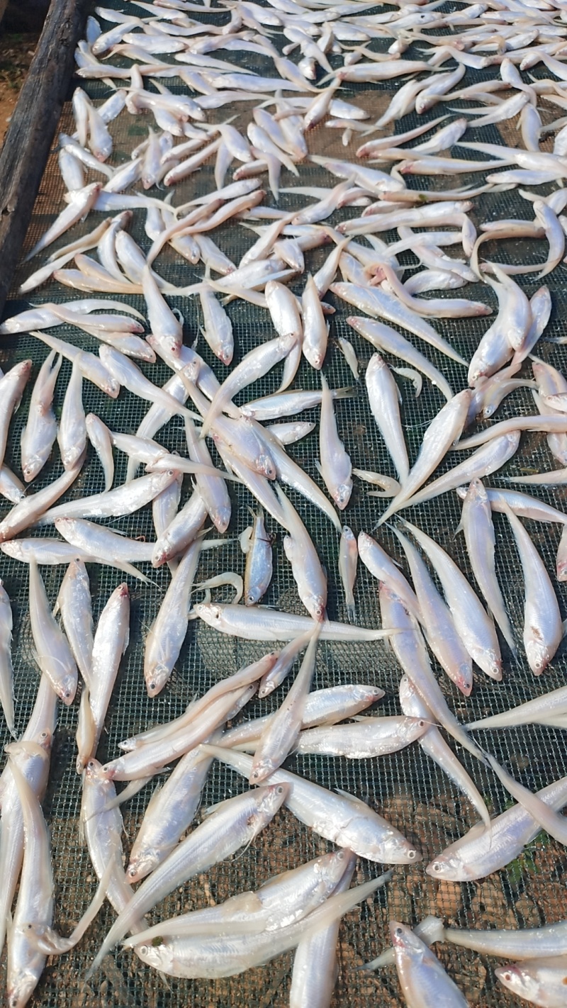 油炸毛刀鱼凤尾鱼