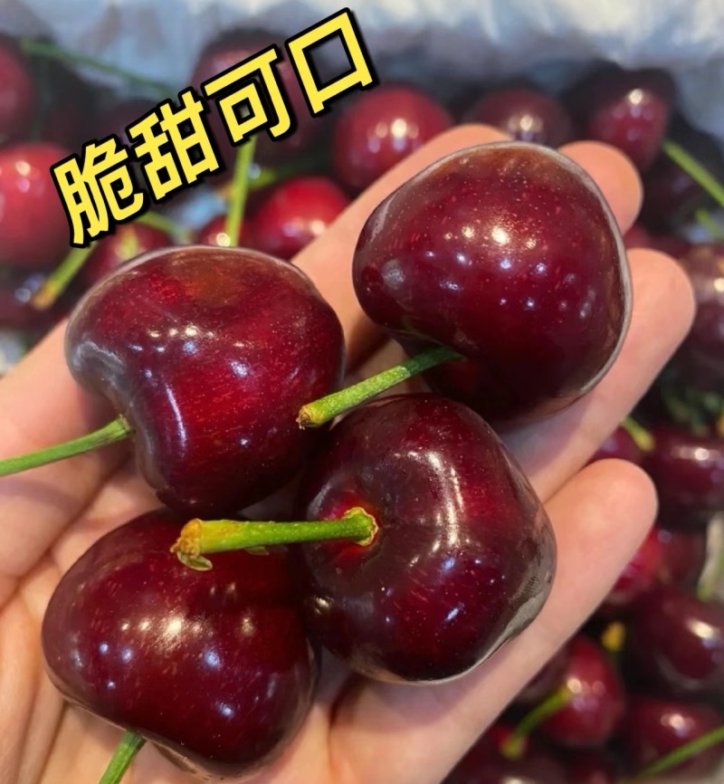 《陕西大樱桃》拉宾斯樱桃先锋萨米脱雷尼布鲁克斯