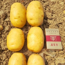 《火爆》2026新土豆，黄心土豆，黄皮黄心，一手货