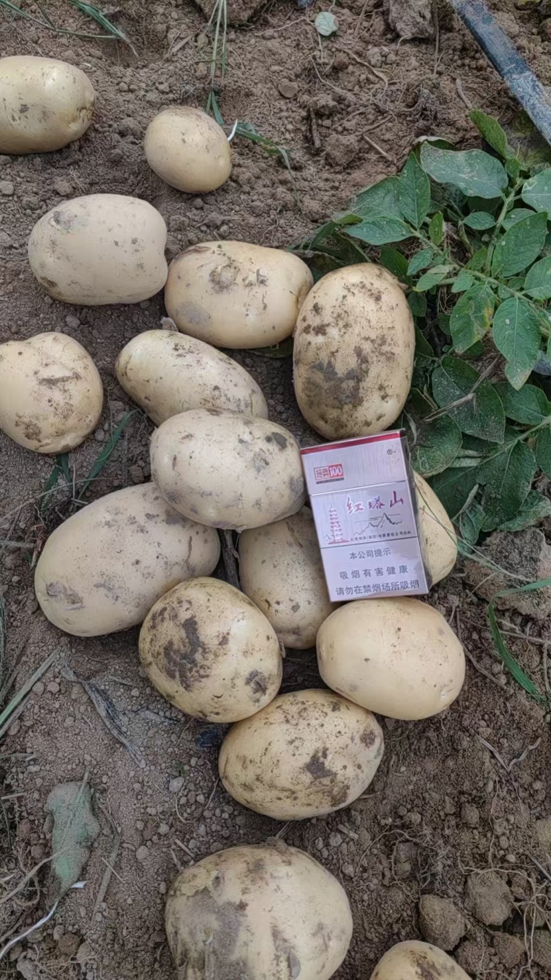 《火爆》2026新土豆，黄心土豆，黄皮黄心，一手货