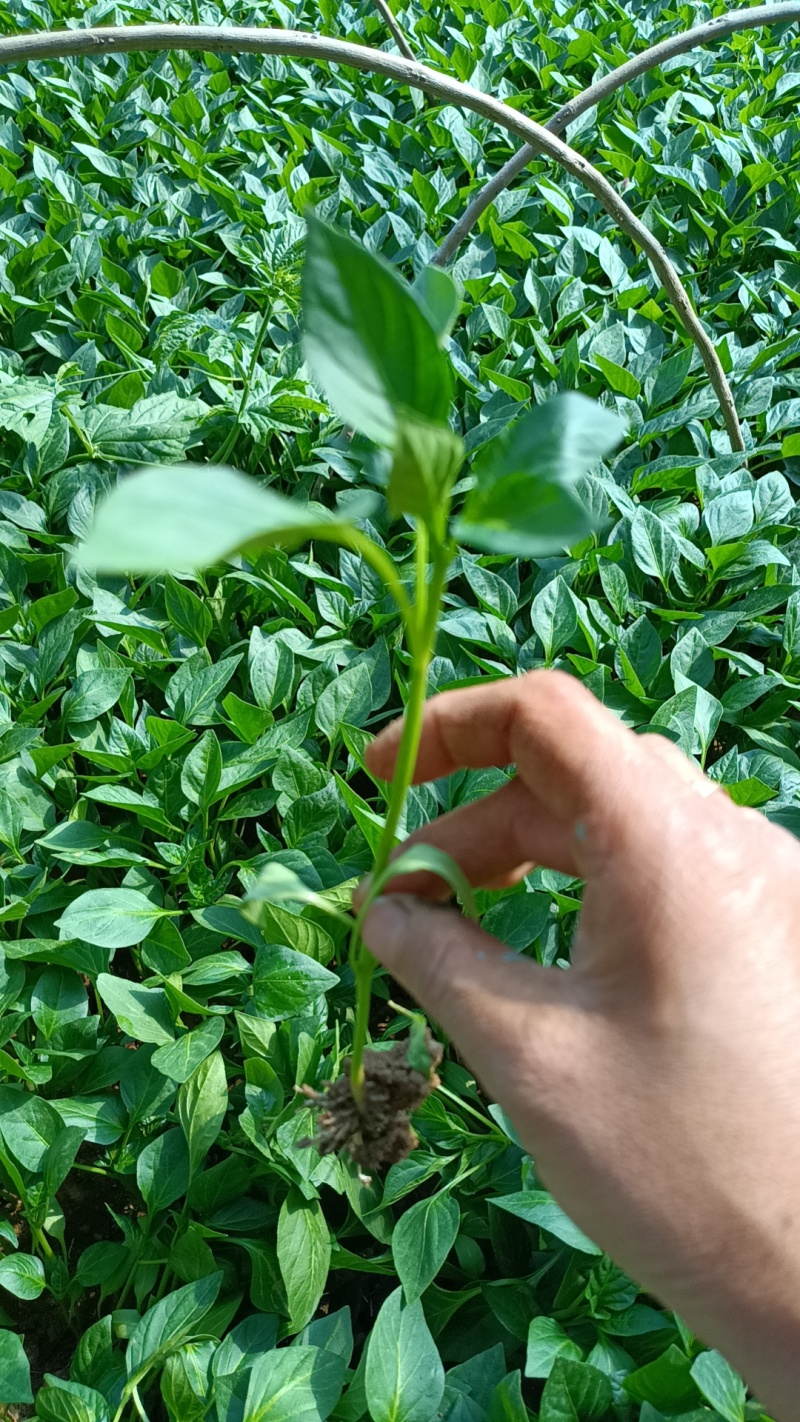 薄皮青椒苗，基地直发，量大优惠