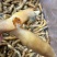 蛏王肉舌头竹蛏王肉海蛏子肉舌头竹节蛏子肉捞汁食材蛏王柱