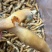 蛏王肉舌头竹蛏王肉海蛏子肉舌头竹节蛏子肉捞汁食材蛏王柱
