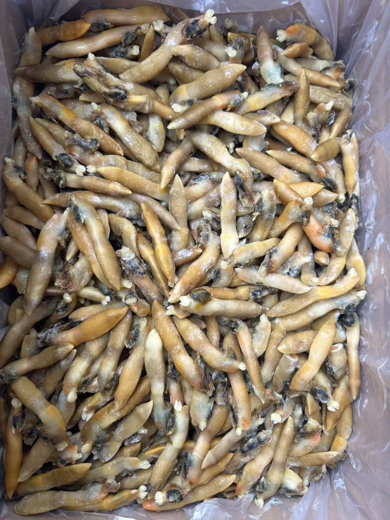 蛏王肉舌头竹蛏王肉海蛏子肉舌头竹节蛏子肉捞汁食材蛏王柱