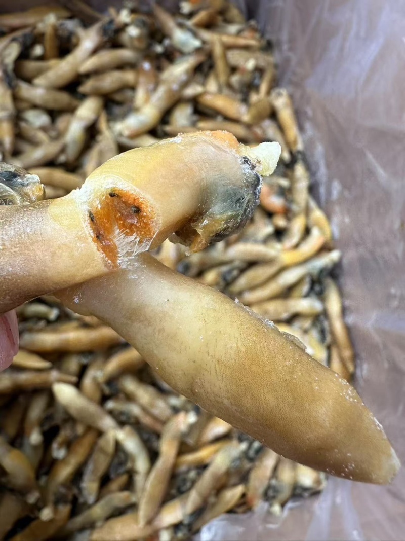 蛏王肉舌头竹蛏王肉海蛏子肉舌头竹节蛏子肉捞汁食材蛏王柱