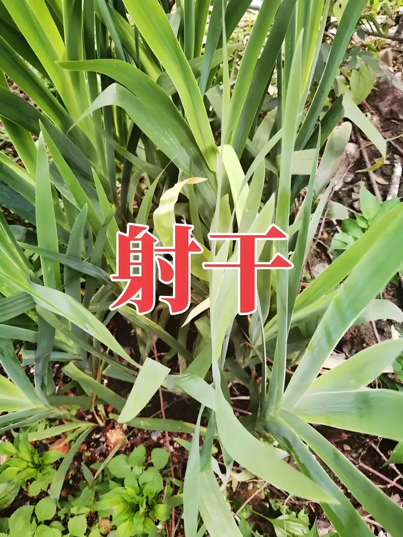 2025农家精选高产射干籽，好产品质量保证诚信经营