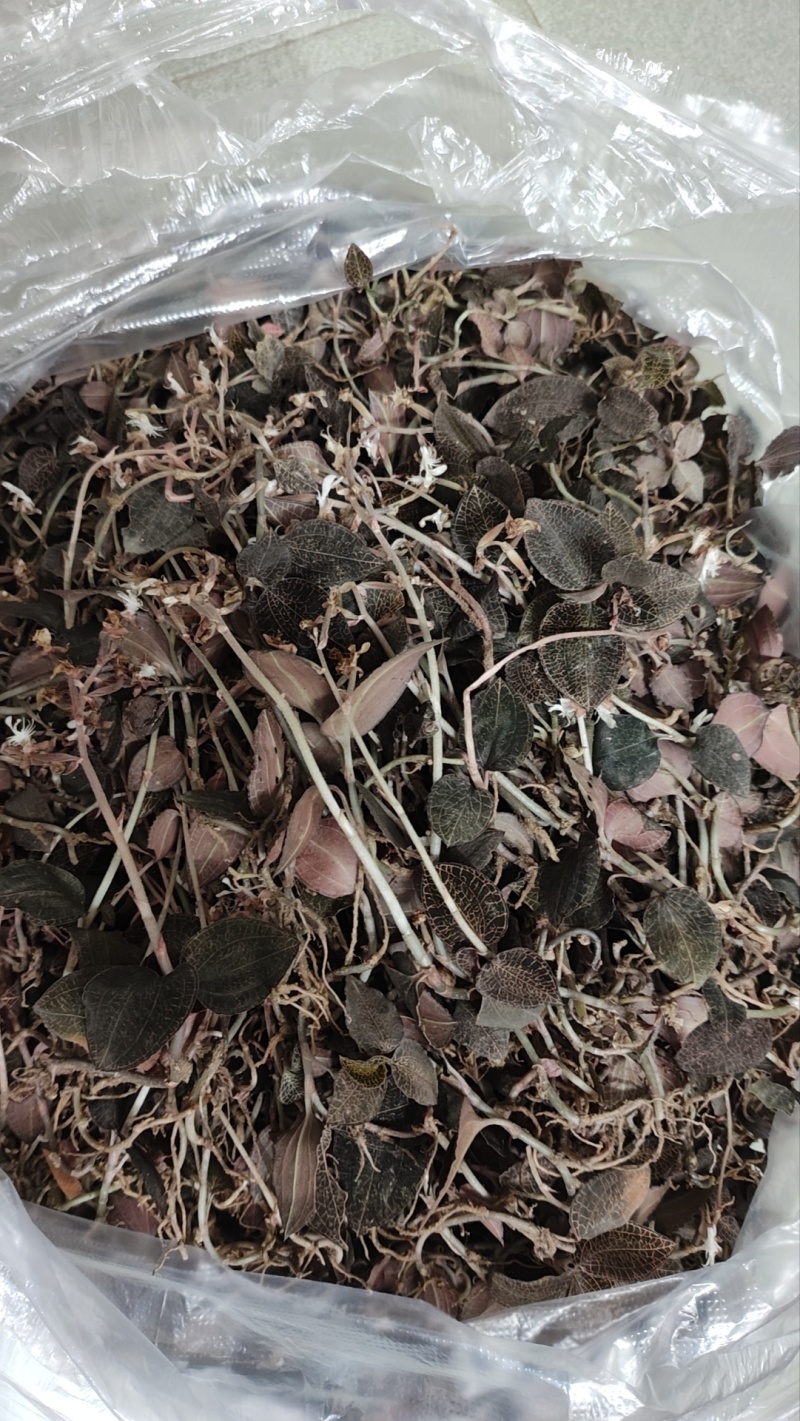 纯正广东黑金野生小叶金线莲