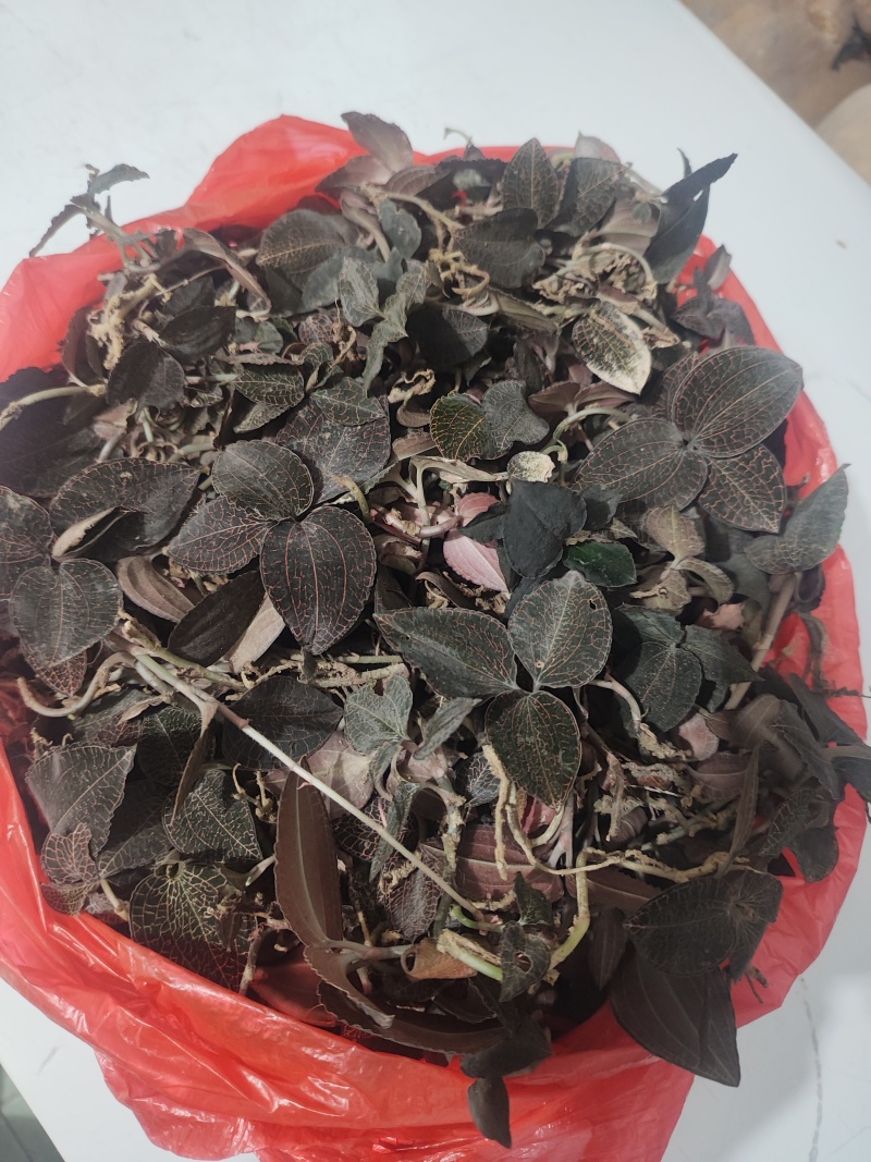 纯正广东黑金野生小叶金线莲