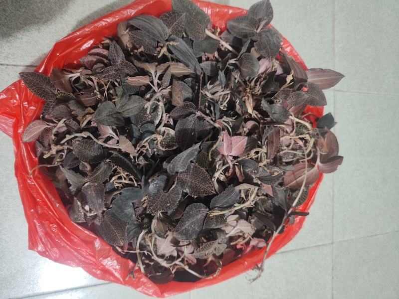 纯正广东黑金野生小叶金线莲