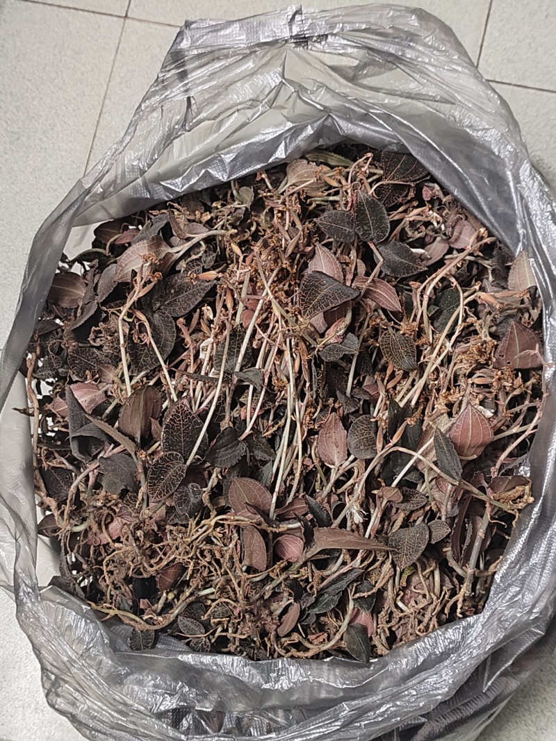纯正广东黑金野生小叶金线莲