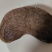 猪宝(约400g)