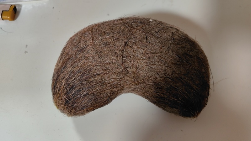 猪宝(约400g)