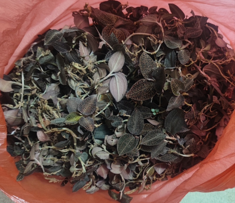 纯正广东黑金野生小叶金线莲