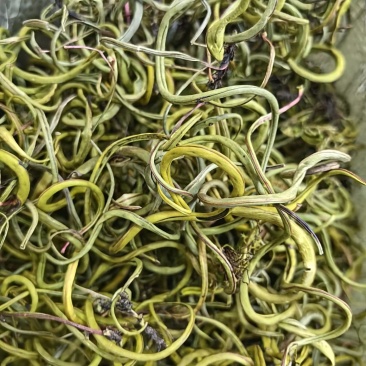 化石草肾精茶小叶中叶大叶各种规格批发零售