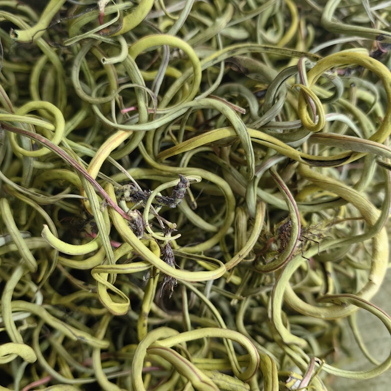 化石草肾精茶小叶中叶大叶各种规格批发零售