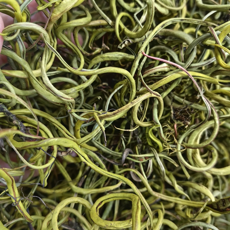 化石草肾精茶小叶中叶大叶各种规格批发零售