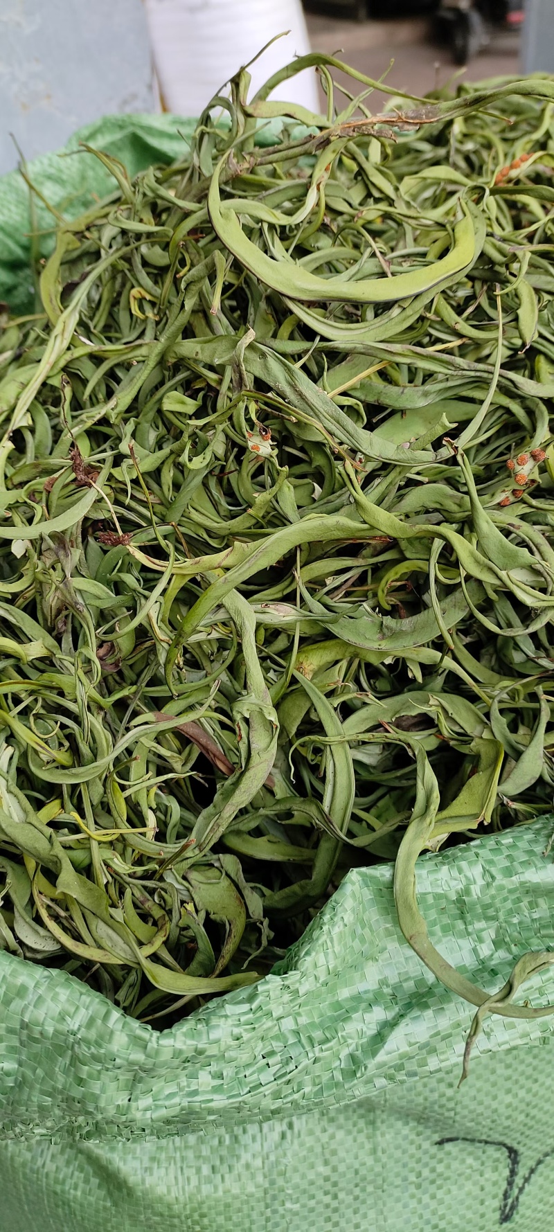 化石草肾精茶小叶中叶大叶各种规格批发零售
