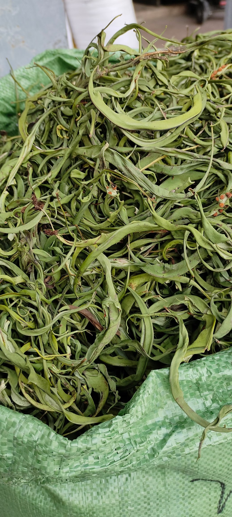 化石草肾精茶小叶中叶大叶各种规格批发零售