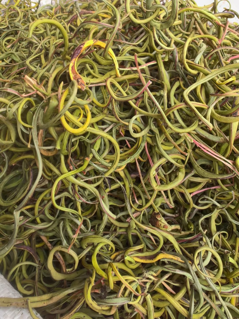 化石草肾精茶小叶中叶大叶各种规格批发零售