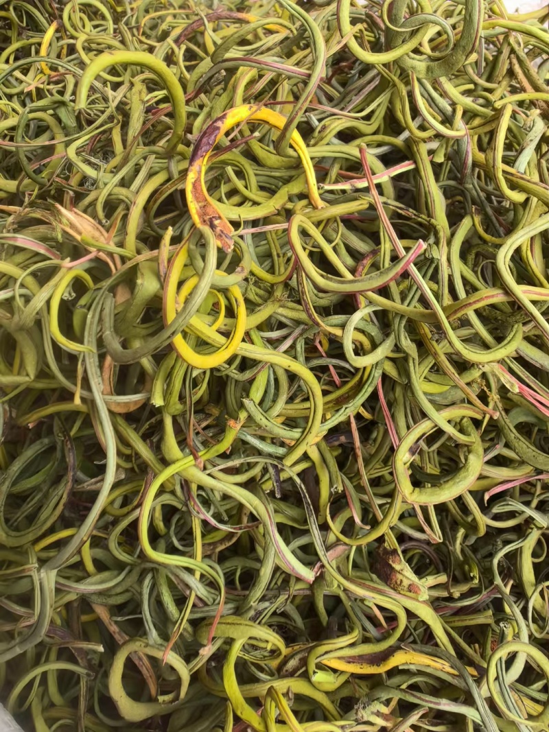 化石草肾精茶小叶中叶大叶各种规格批发零售
