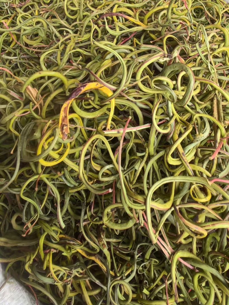 化石草肾精茶小叶中叶大叶各种规格批发零售