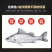白蕉海鲈鱼新鲜海鲜水产生鲜冷冻真空独立装清蒸鲈鱼珠海特产
