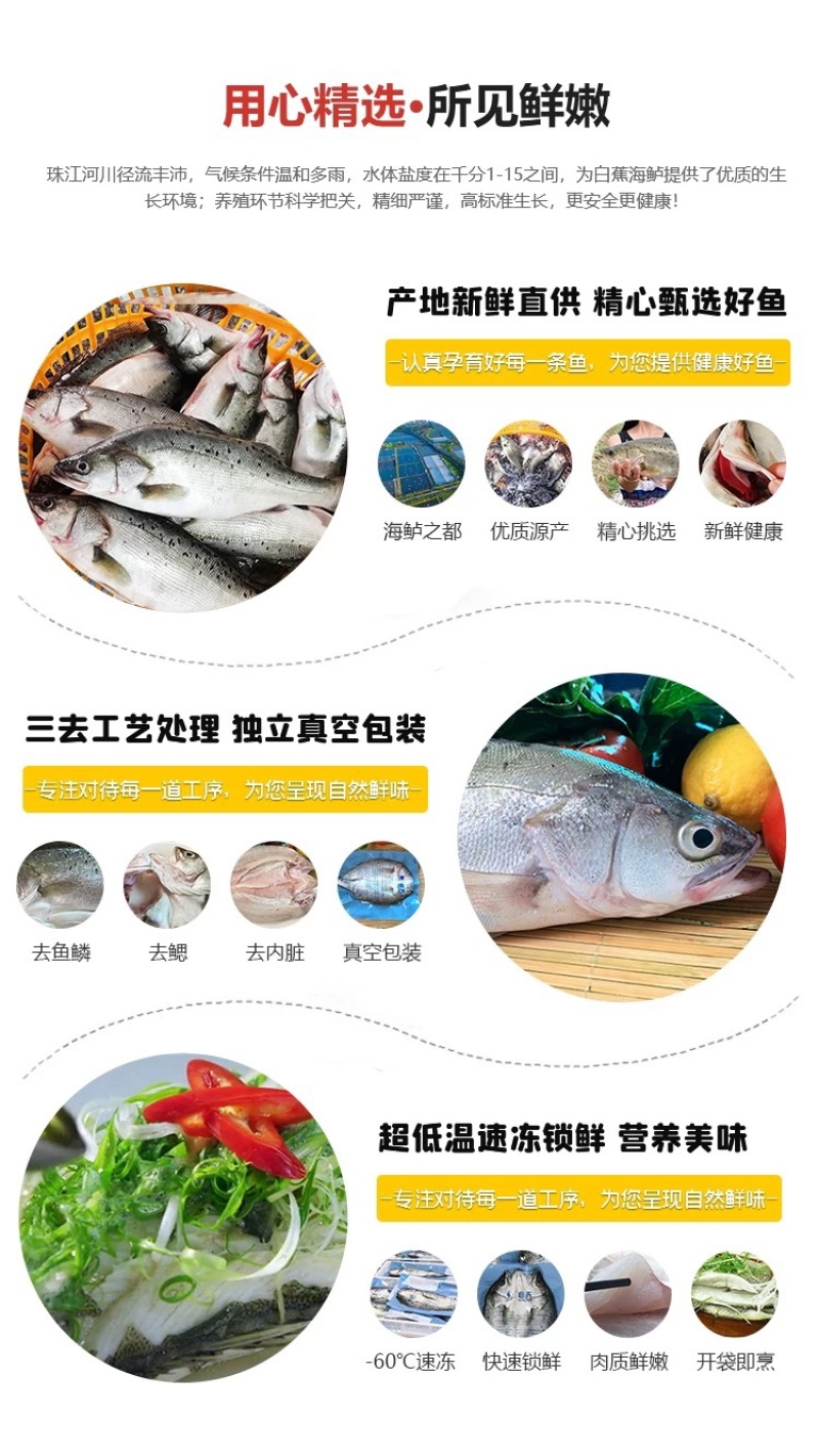 白蕉海鲈鱼新鲜海鲜水产生鲜冷冻真空独立装清蒸鲈鱼珠海特产