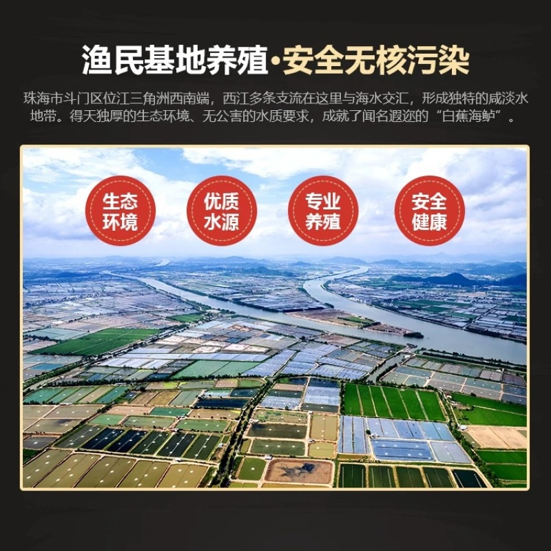 白蕉海鲈鱼新鲜海鲜水产生鲜冷冻真空独立装清蒸鲈鱼珠海特产