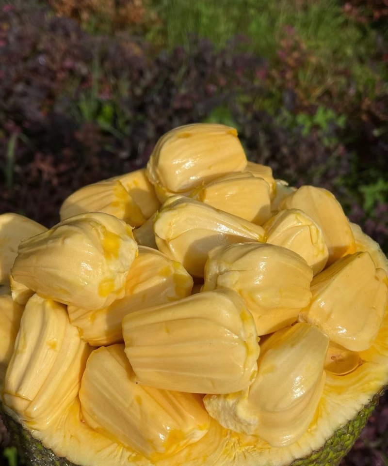 越南黄肉菠萝蜜，去皮果肉发货，诚信经营，货源充足，可视频看货