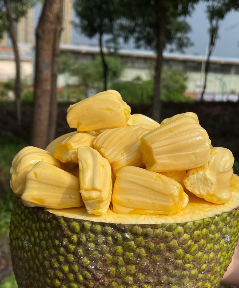越南黄肉菠萝蜜，去皮果肉发货，诚信经营，货源充足，可视频看货