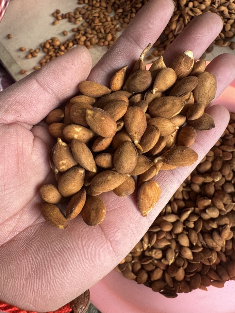 辽宁毛桃树种子，高出芽高存活，诚信商家，质量保证