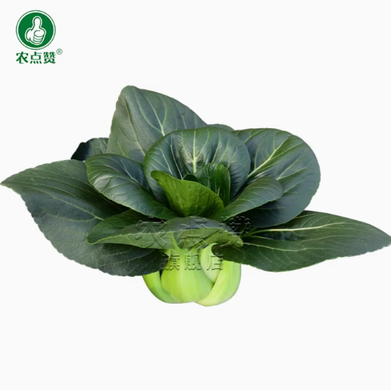 黑大头-黑叶青菜种子矮胖多肉抗病耐热耐寒微甜品质佳