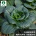 黑大头-黑叶青菜种子矮胖多肉抗病耐热耐寒微甜品质佳