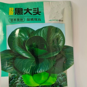 黑大头-黑叶青菜种子矮胖多肉抗病耐热耐寒微甜品质佳