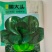 黑大头-黑叶青菜种子矮胖多肉抗病耐热耐寒微甜品质佳