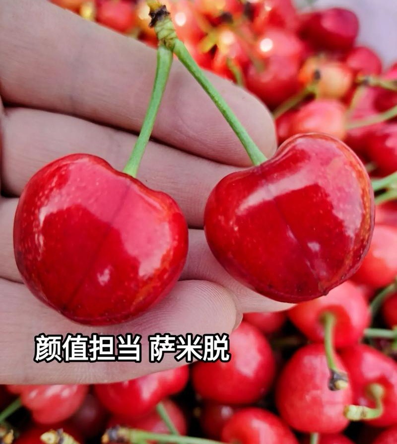 《萨米脱》陕西萨米脱大樱桃基地现摘/货源充足/全国代发
