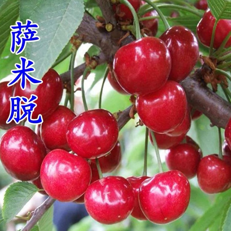《萨米脱》陕西萨米脱大樱桃基地现摘/货源充足/全国代发