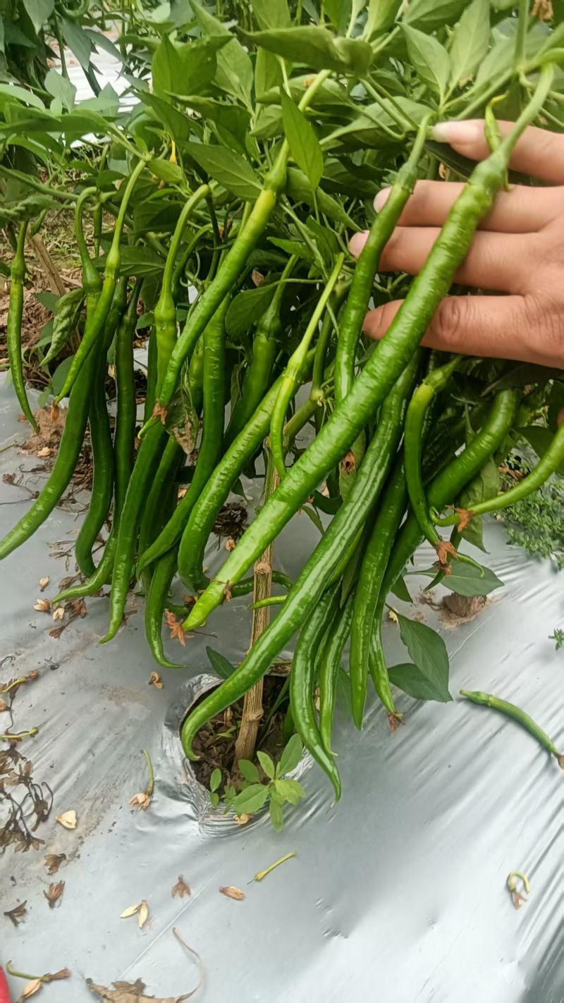广西精品青线椒对接市场批发一手货源质量保证价格优惠