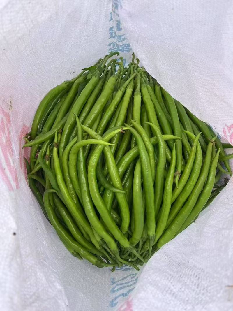 广西精品青线椒对接市场批发一手货源质量保证价格优惠