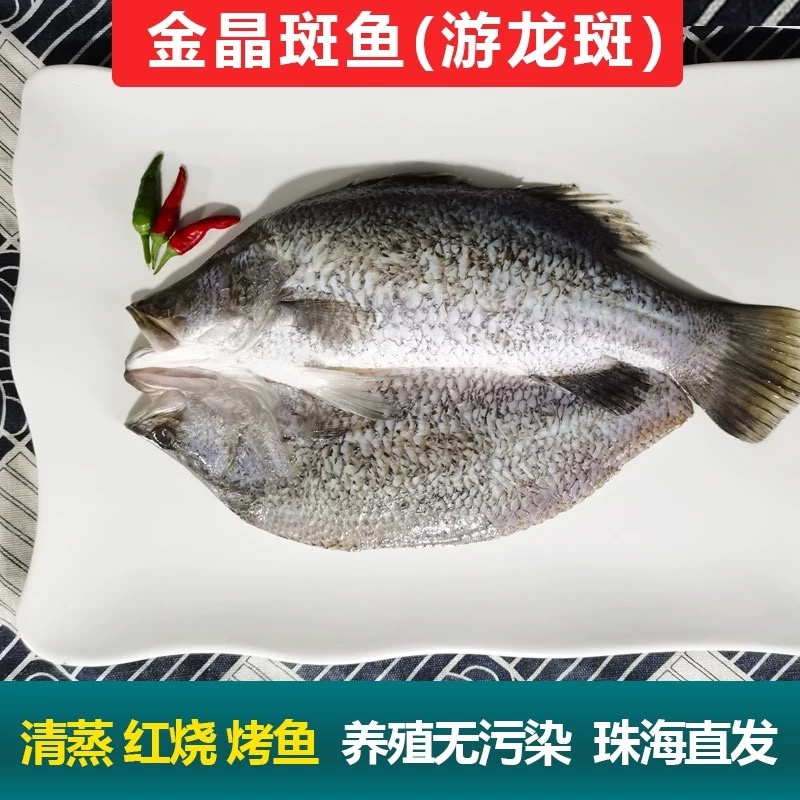 金目鲈鱼游龙斑盲曹鱼清蒸烤鱼纸包鱼开背尖吻鲈鱼金晶斑鱼