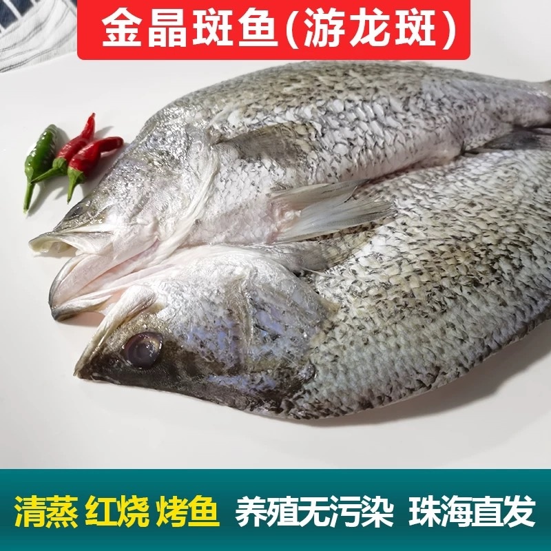 金目鲈鱼游龙斑盲曹鱼清蒸烤鱼纸包鱼开背尖吻鲈鱼金晶斑鱼