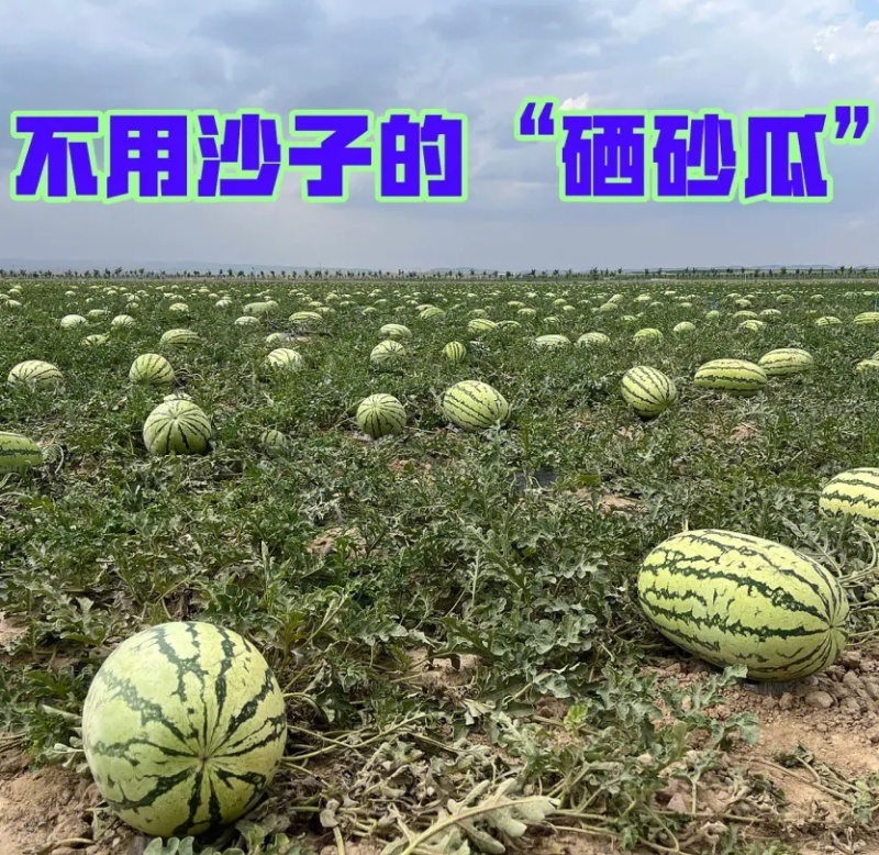 《实力推荐》硒砂瓜宁夏西瓜基地直供包熟甜产地供应