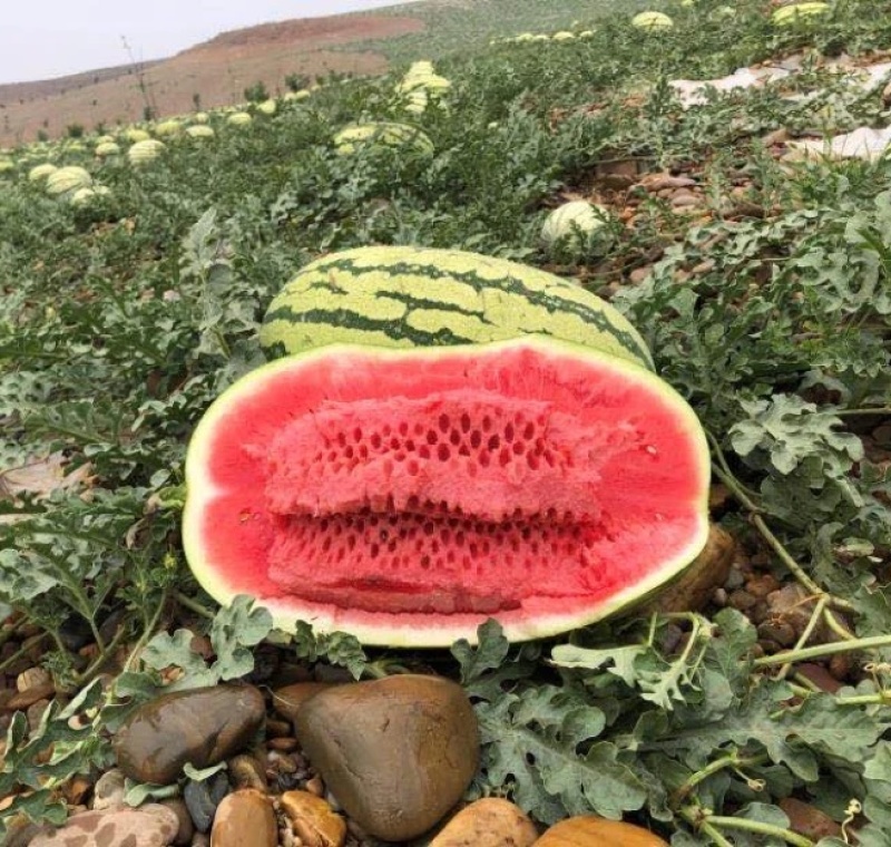 《实力推荐》硒砂瓜宁夏西瓜基地直供包熟甜产地供应