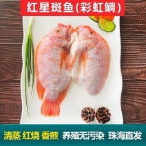 红星斑鱼珍珠斑红鲷鱼红罗非鱼新鲜冷冻彩虹鲷开背三去