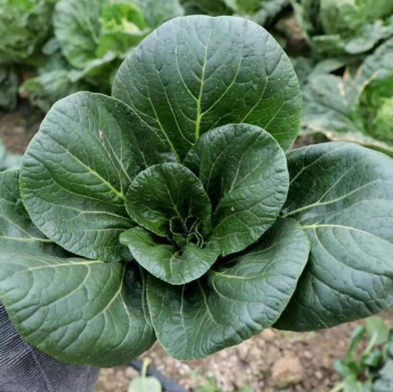黑油冠-青菜种子黑大头肉厚耐寒