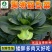 黑油冠-青菜种子黑大头肉厚耐寒